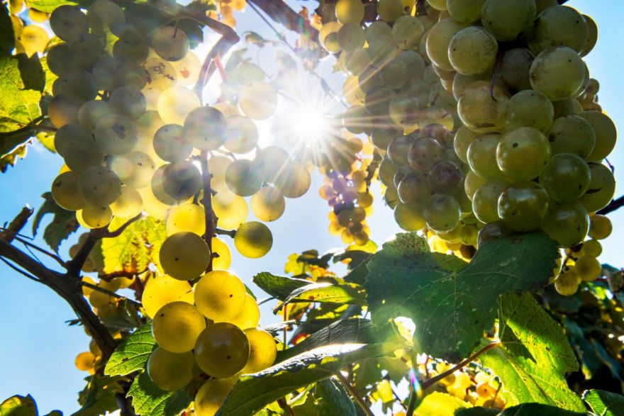 Perché il clima è così importante nella viticoltura di qualità?