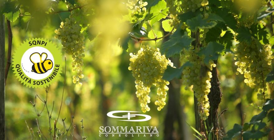 THE ADDED VALUE OF OUR  PROSECCO SUPERIORE IS SUSTAINABILITY