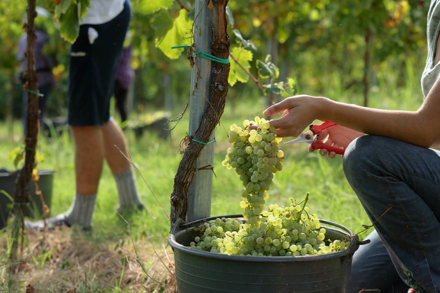 Conegliano Valdobbiadene Prosecco Superiore Docg harvest: hand picking and tradition.